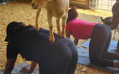 GOAT YOGA IS A GREAT APPETIZER FOR WHAT’S TO COME